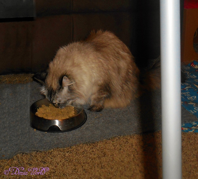 Dezi eating her freeze dried noms out of the Dr. Catsby's Whisker Relief Bowl