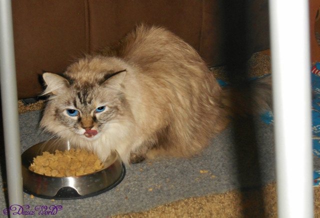 Dezi licking her lips over her dinner of freeze dried noms