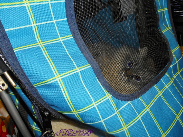 Dezi lays in the stroller waiting to go out