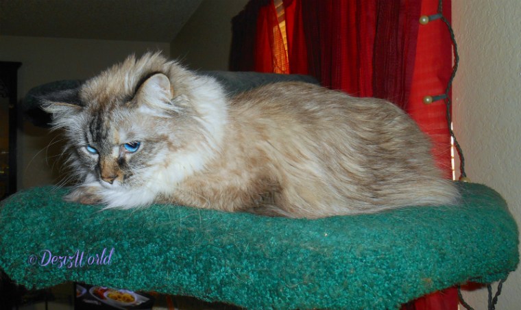 Dezi on the cat tree moping