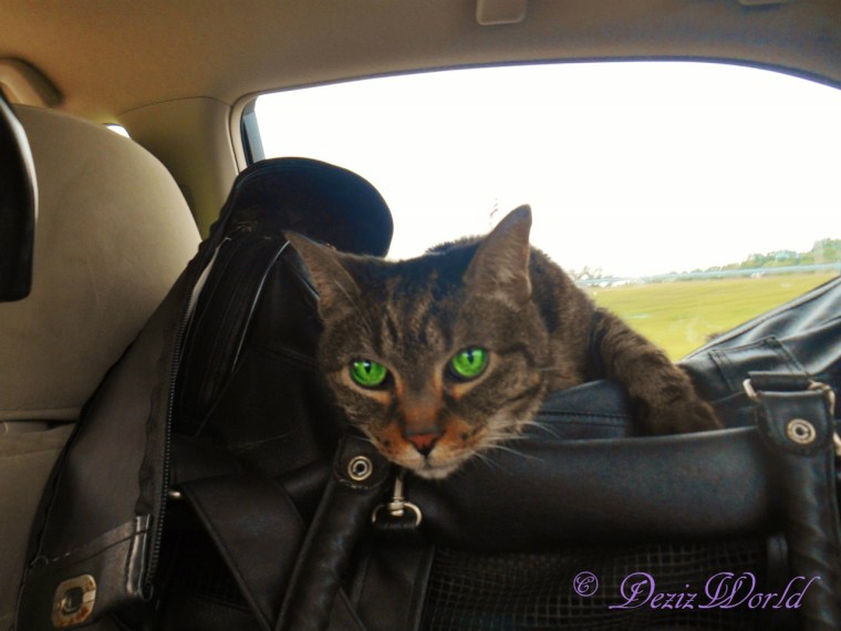 Lexi riding in the car on the BlogPaws 2015 trip
