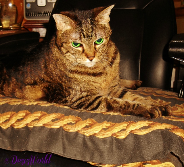 Lexi lays in wheelchair