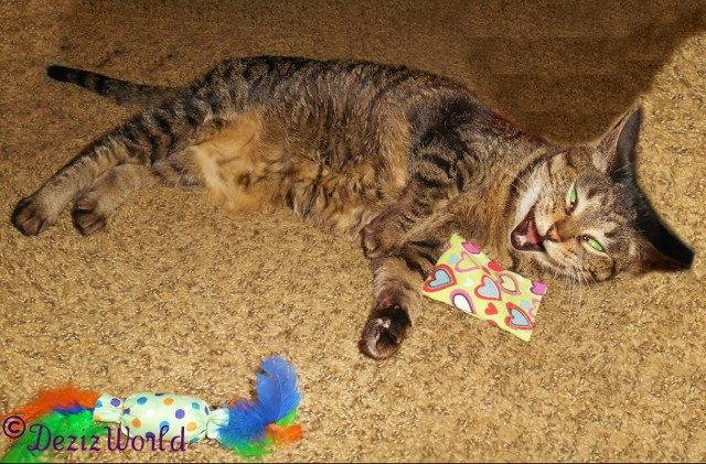 Lexi with mouth open laying on the floor