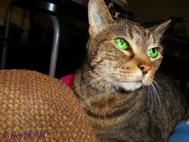 Lexi looks up at mommy while sitting in her lap on 3/3/2016