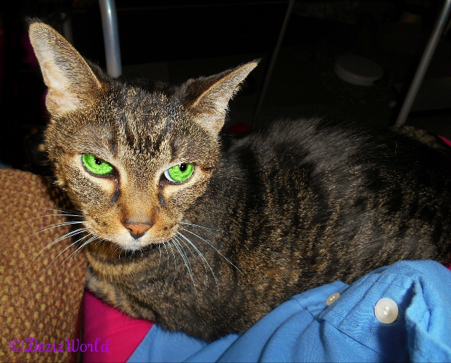 Lexi looks at mommy while sitting in her lap on 3/3/2016