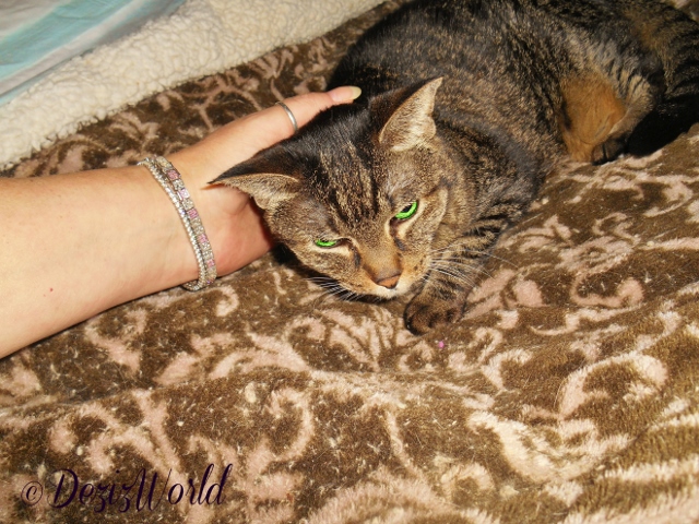 Mommy petting Lexi 3/9/2016