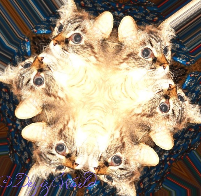 Dezi spiraled times 6