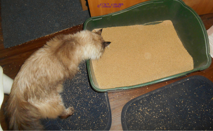 Dezi checks out the World's Best Cat litter