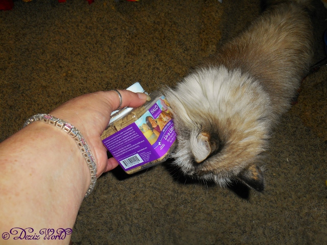 Dezi rubbing the Halo Liv-a-Littles treat jar