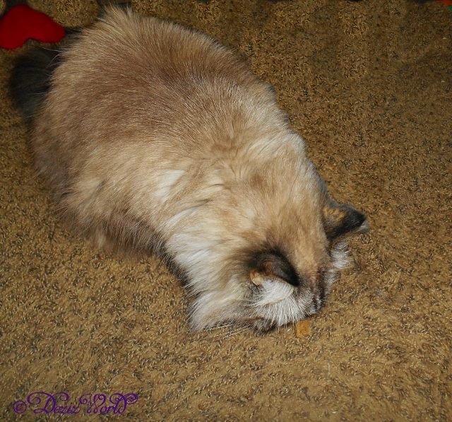 Dezi eats a Halo rabbit treat