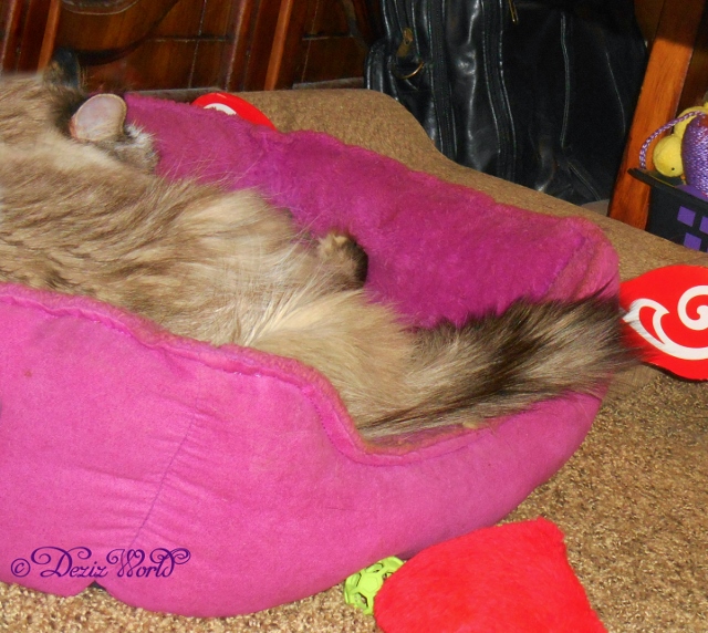Dezi naps in the cat bed