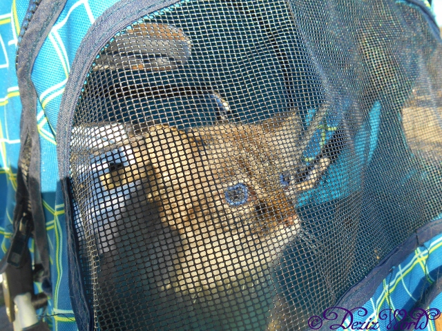 dw-Dezi Stroller112162 (640x480)