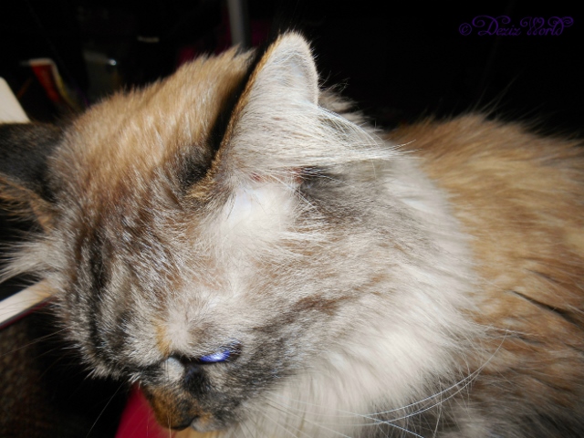 Dezi sitting on mommy's lap