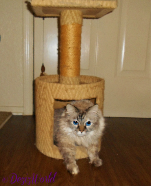 Dezi in small cat tree