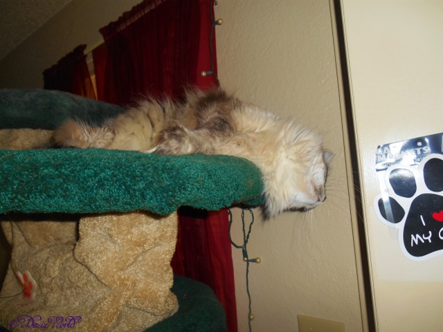 Dezi: Yeah I'm not laying on the cat tree looking out the door today