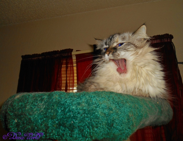 Dezi on cat tree with mouth open