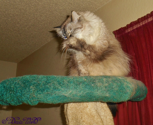 Dezi cleaning her face from atop the Liberty Cat Tree 