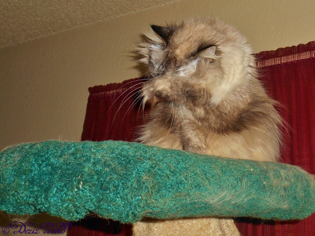 Dezi grooming on the cat tree