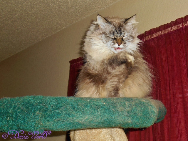 Dezi grooming on the cat tree