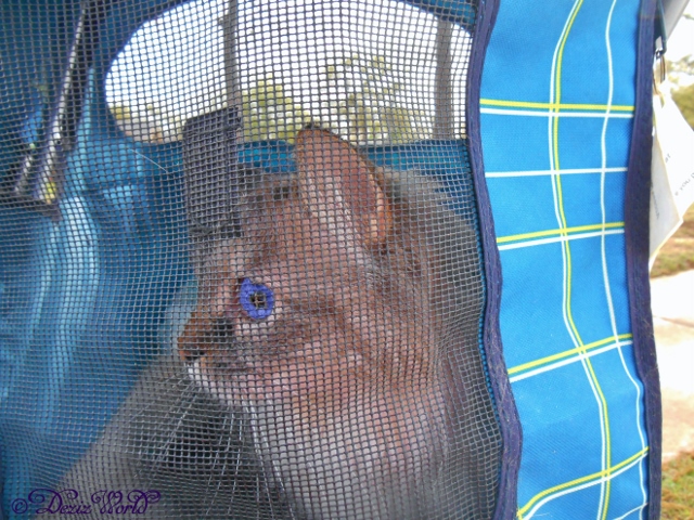 Dezi in stroller looking out