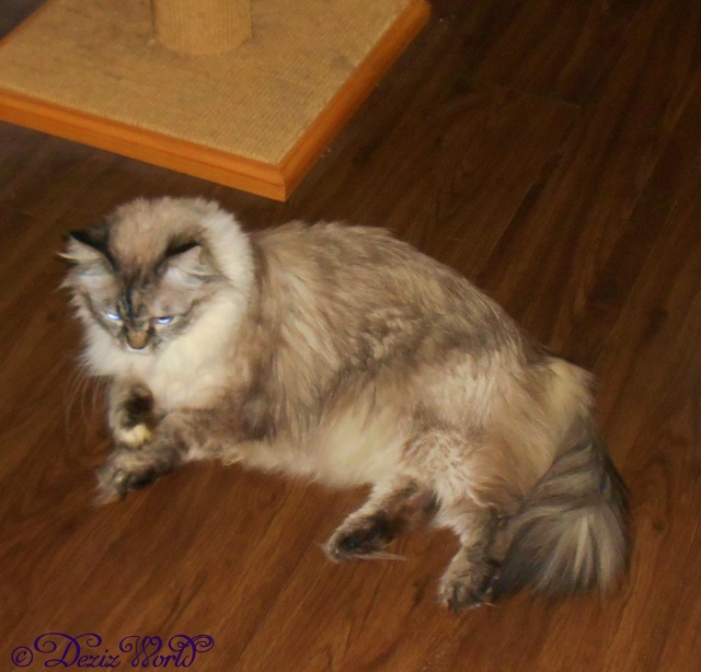 Dezi: I'm just going to lay here and have a little bath