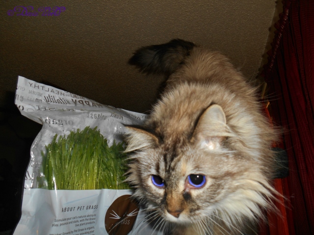 Dezi close up with the Pet Grass