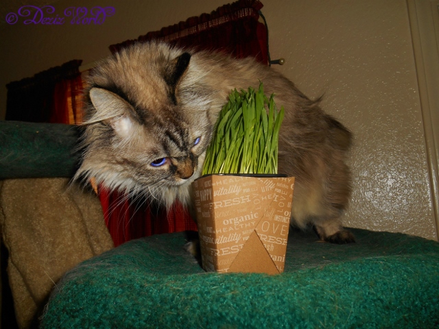 Dezi looking for a spot to munch on the pet grass