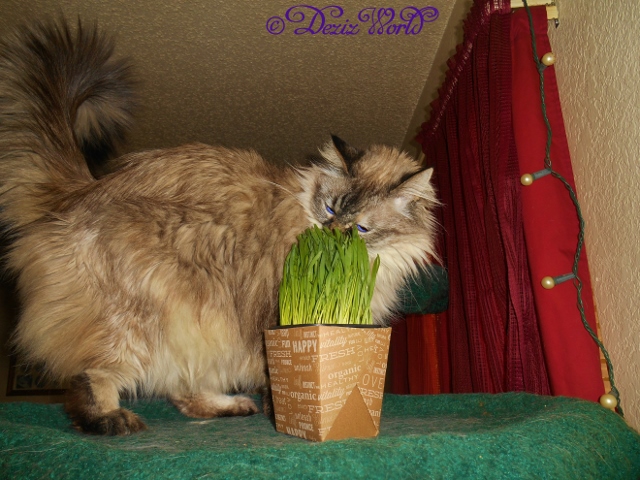 Dezi walking around the pet grass