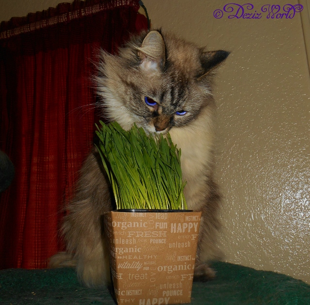 Dezi licking the top of the pet grass