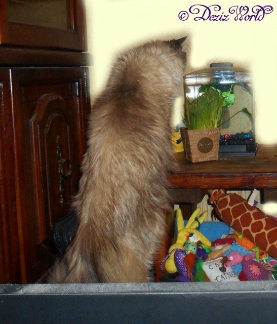 Dezi eating her pet grass in front of Dougie the Betta