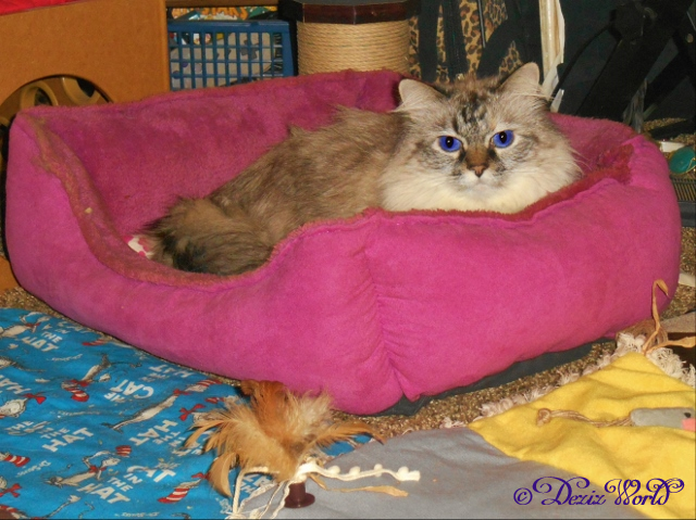 Dezi lays in the cat bed