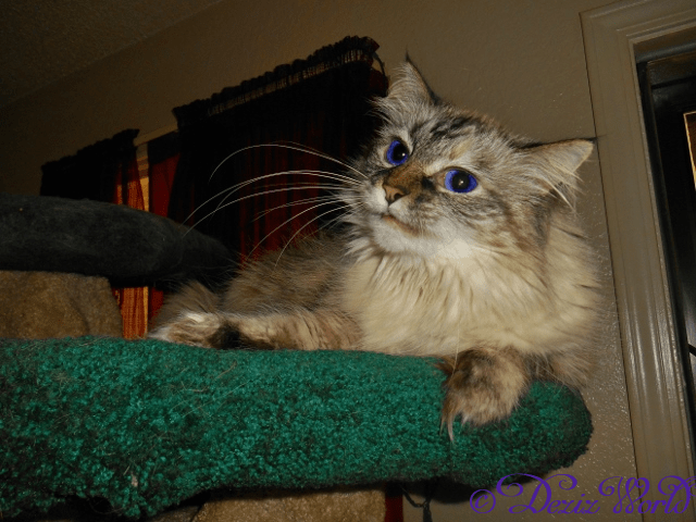 Dezi laying on cat tree and meowing