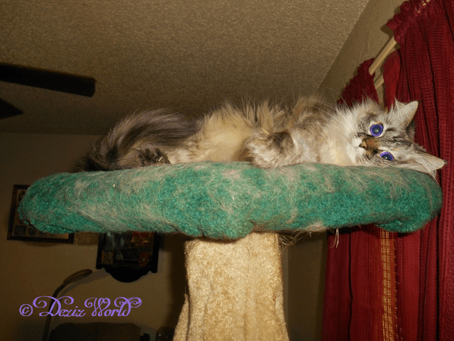 Dezi coyly looks at the camera from her perch on the cat tree