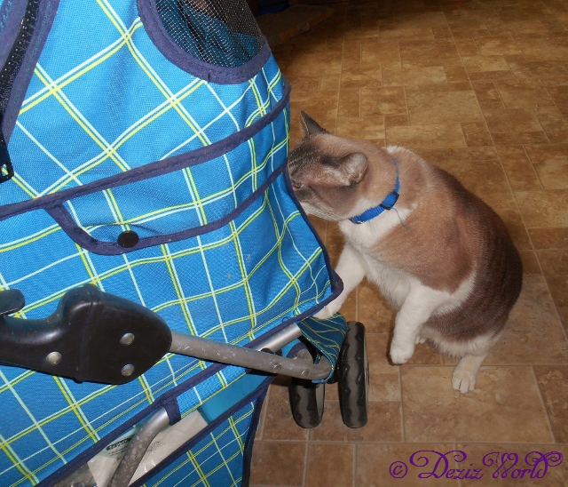 Dezi and Buddy: The nerve. He just hissed at me