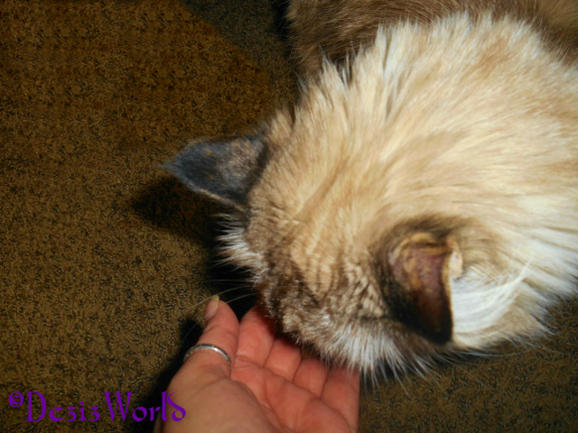 Dezi eating treats from mommy's hand