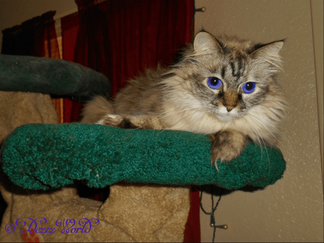 Sweet Dezi on cat tree
