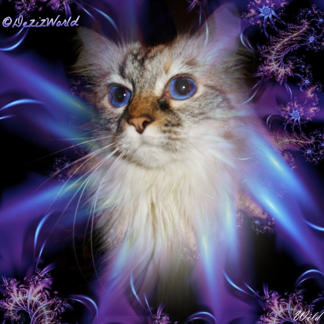 Dezi in purple splendor