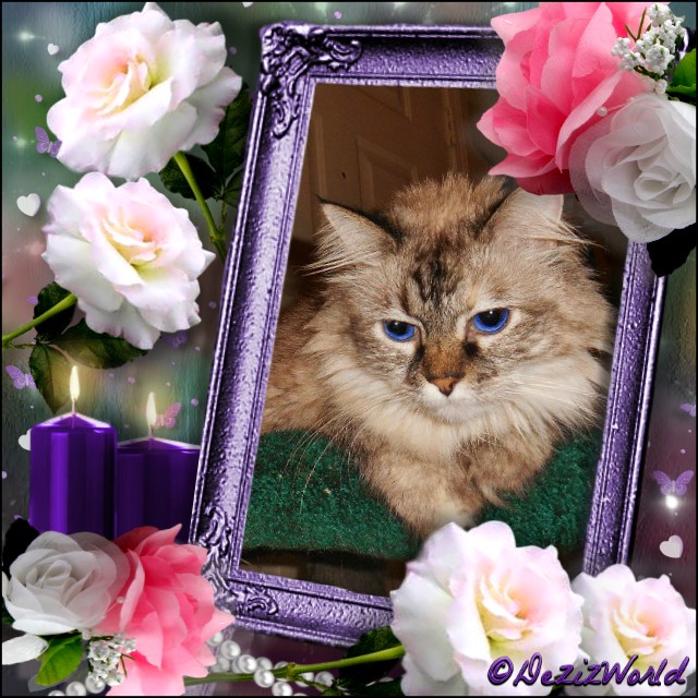 Dezi in a frame with cream and pink roses