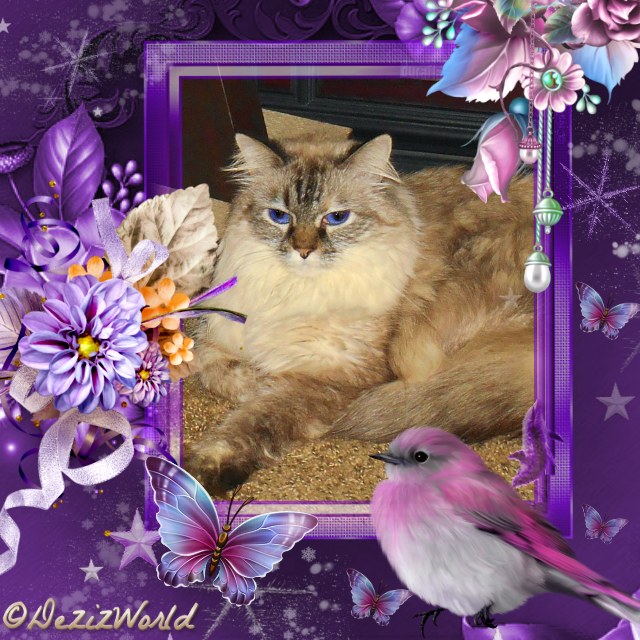 Dezi sitting in a purple frame with flowers, butterflies and a bird.