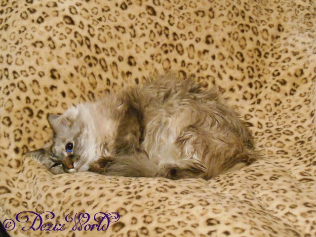 Dezi lays on the bed