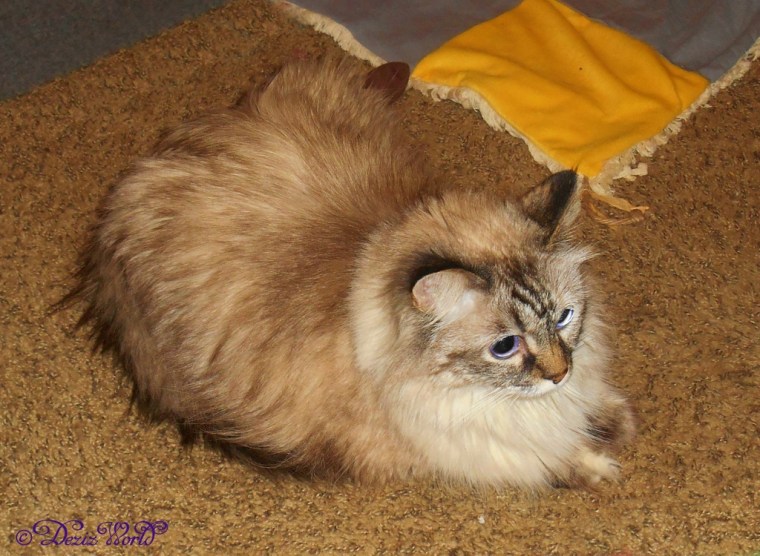 Dezi lays on the floor