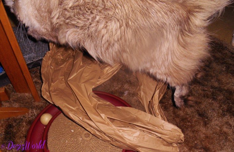 Dezi jumping over a box and shipping paper