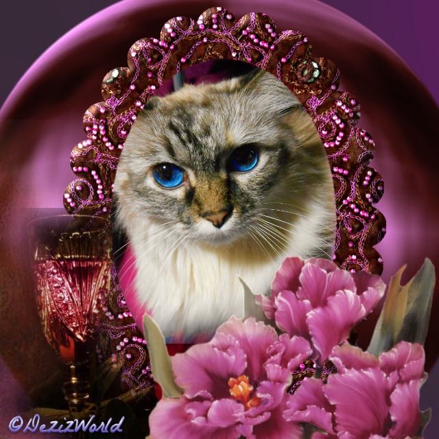 Dezi in an oval royal velvet frame close up