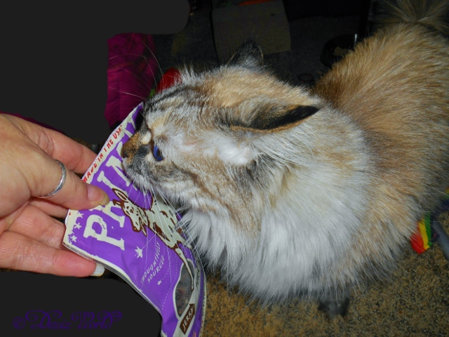 Dezi sniffing the Primal Pork Nibs treat bag
