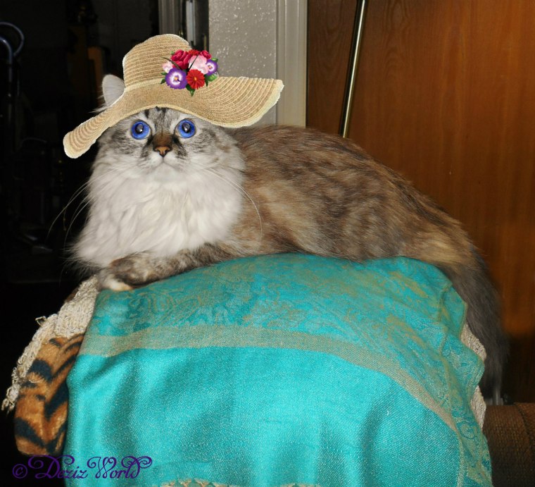 Dezi on the back of the chair in a straw hat