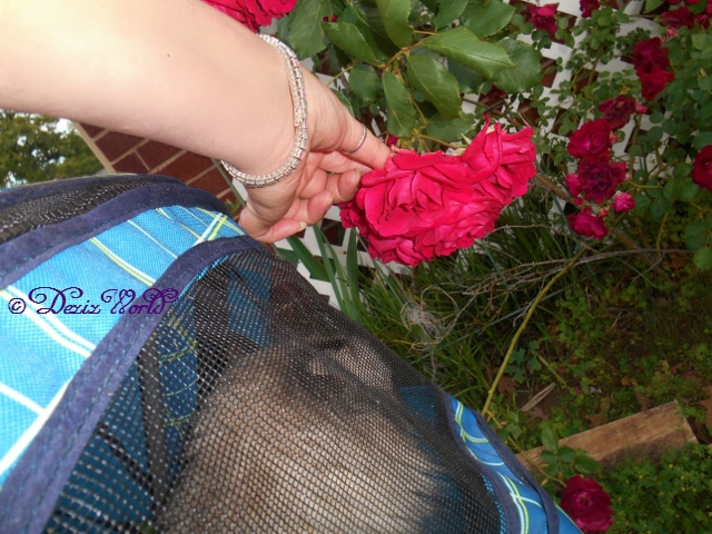 Dezi in stroller smelling the roses