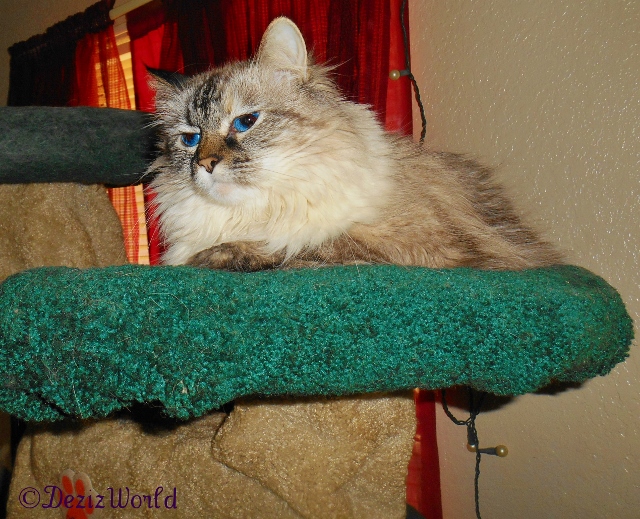 Dezi rests on the Liberty Cat Tree.