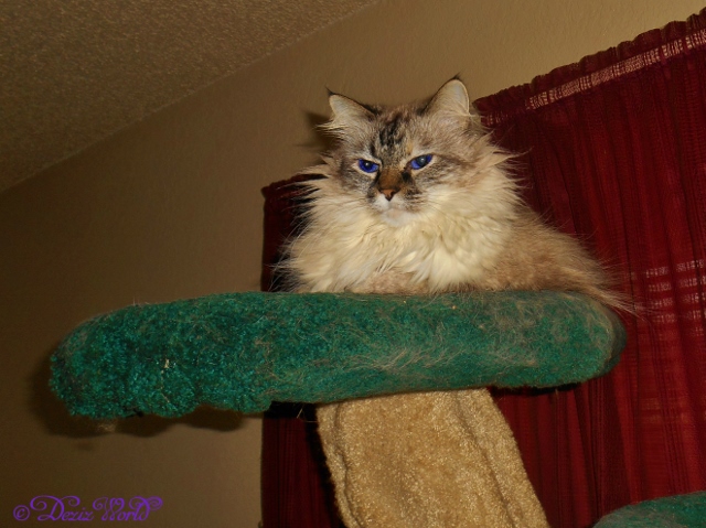 Dezi atop the Liberty Cat Tree