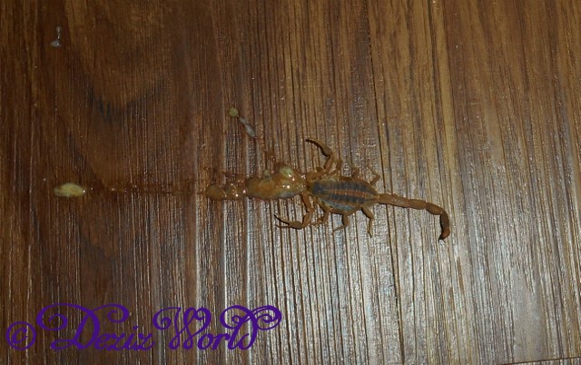 Dead stinging scorpian on kitchen floor