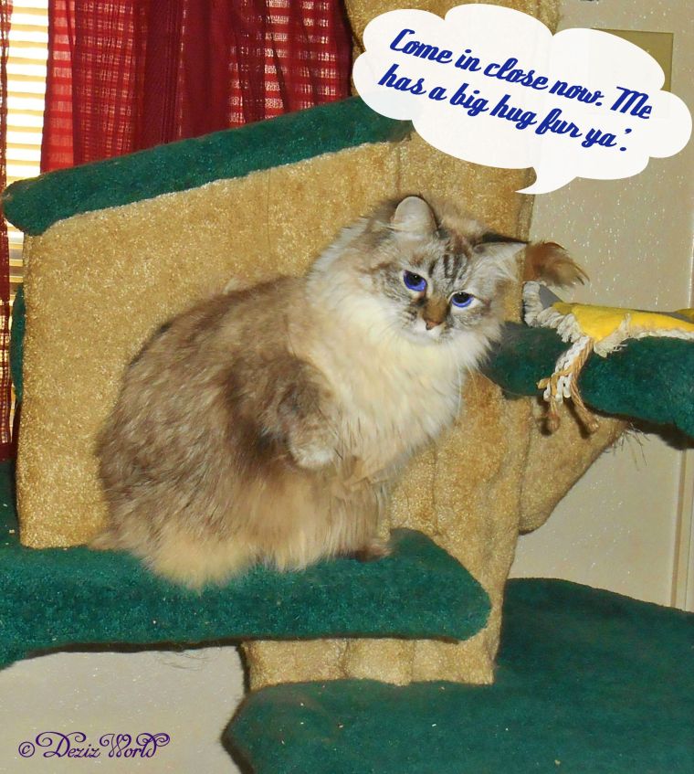 Dezi sitting on cat tree with paw out for a big hug
